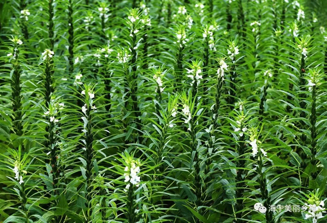 【上照時間】這些漂亮的農(nóng)作物，你認(rèn)識嗎？