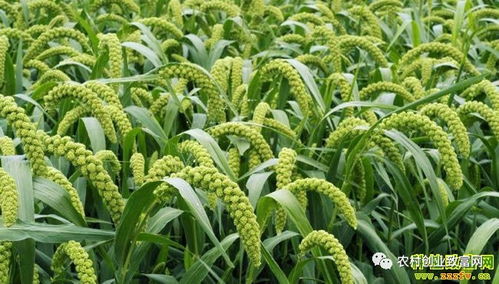2018年蔬菜種植前景分析 哪些品種值得關(guān)注？
